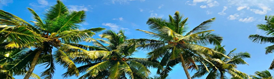 Coconut shell based activated carbon
